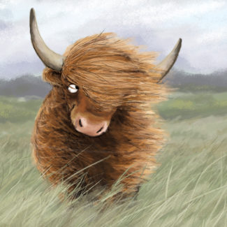 Highland cattle in wind