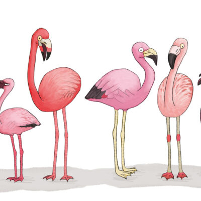 Six species of flamingos lined up plus a snake
