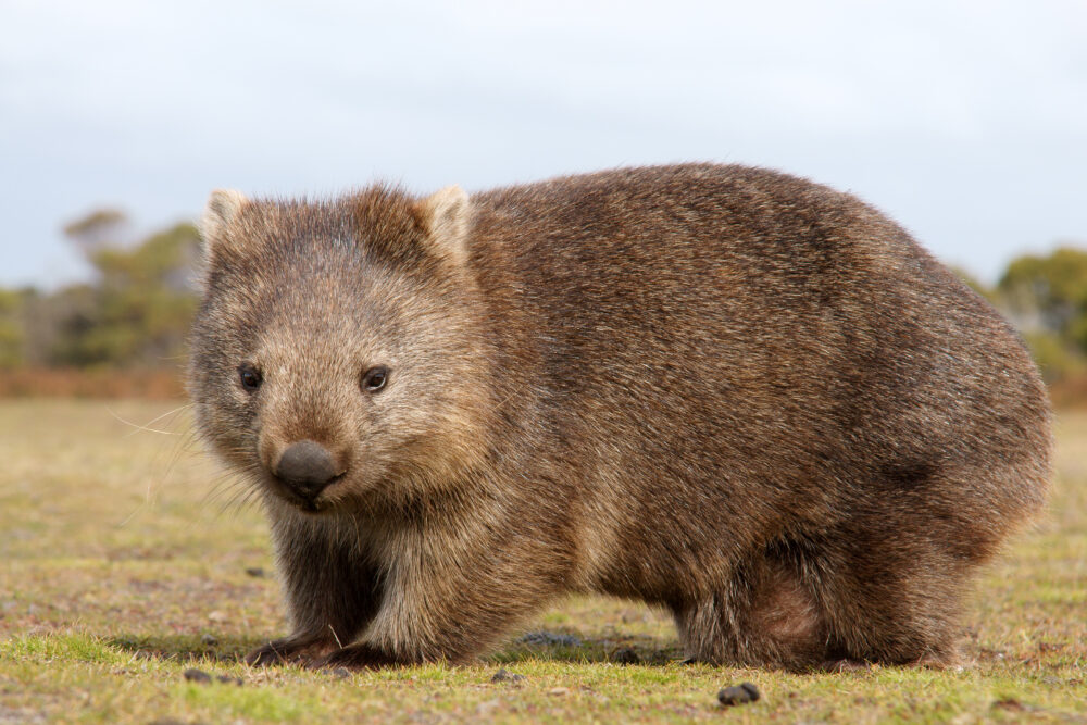 Bare-nosed wombat