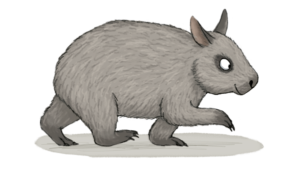 northern hairy-nosed wombat