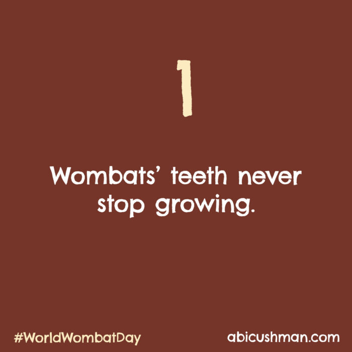 Wombats teeth never stop growing.