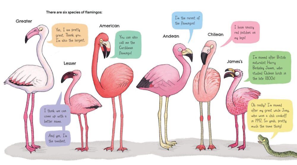 Spread from Flamingos Are Pretty Funky: Funny Nonfiction Book