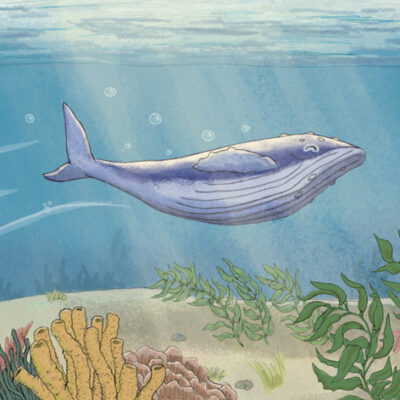 Whale calf swimming in sunbeam